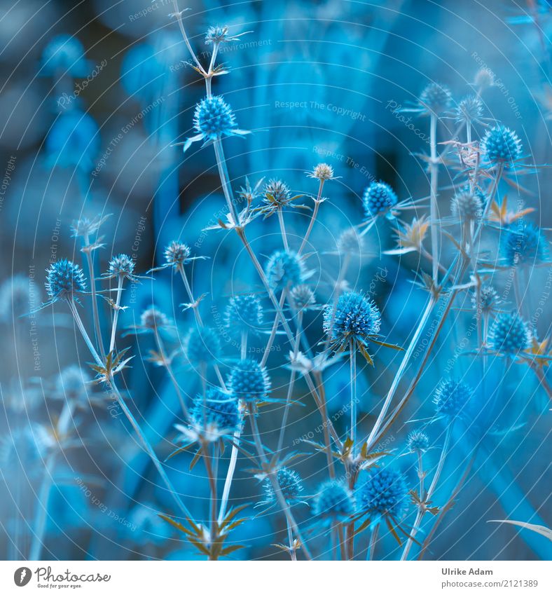 Edeldisteln Design Renovieren Dekoration & Verzierung Tapete Natur Pflanze Sommer Blume Blatt Blüte Grünpflanze Wildpflanze Topfpflanze Distel