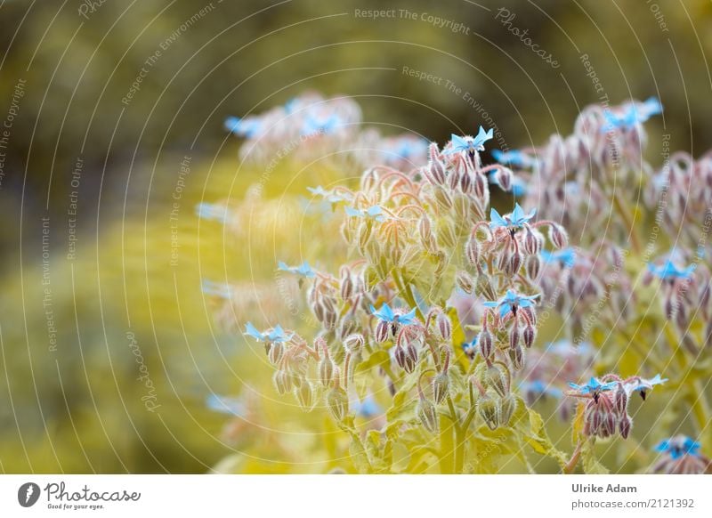 Borretsch (Borago officinalis) elegant Design einrichten Dekoration & Verzierung Tapete Bild Postkarte Natur Pflanze Sonnenlicht Sommer Blatt Blüte Nutzpflanze