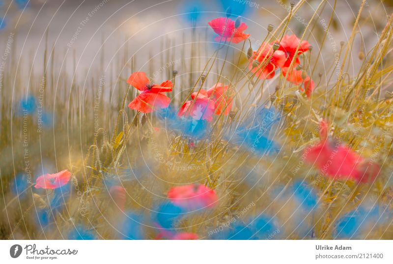 Mohn Impressionen elegant Design harmonisch Dekoration & Verzierung Tapete Bild Poster Postkarte Kunst Natur Pflanze Sommer Schönes Wetter Blume Blüte