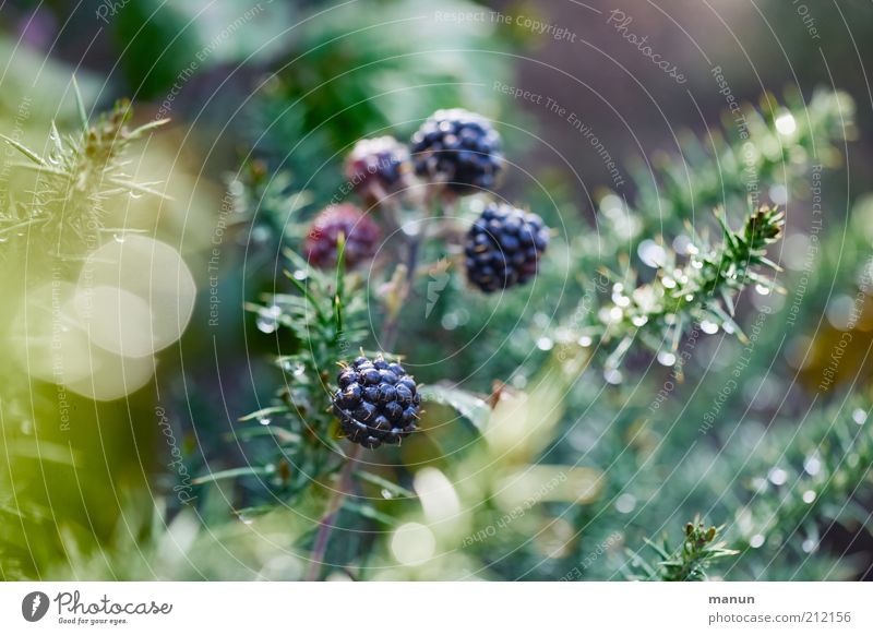 beerig Frucht Beeren Beerenfruchtstand Beerensträucher Ernährung Bioprodukte Vegetarische Ernährung Natur Pflanze Sträucher Nutzpflanze Wildpflanze Brombeeren