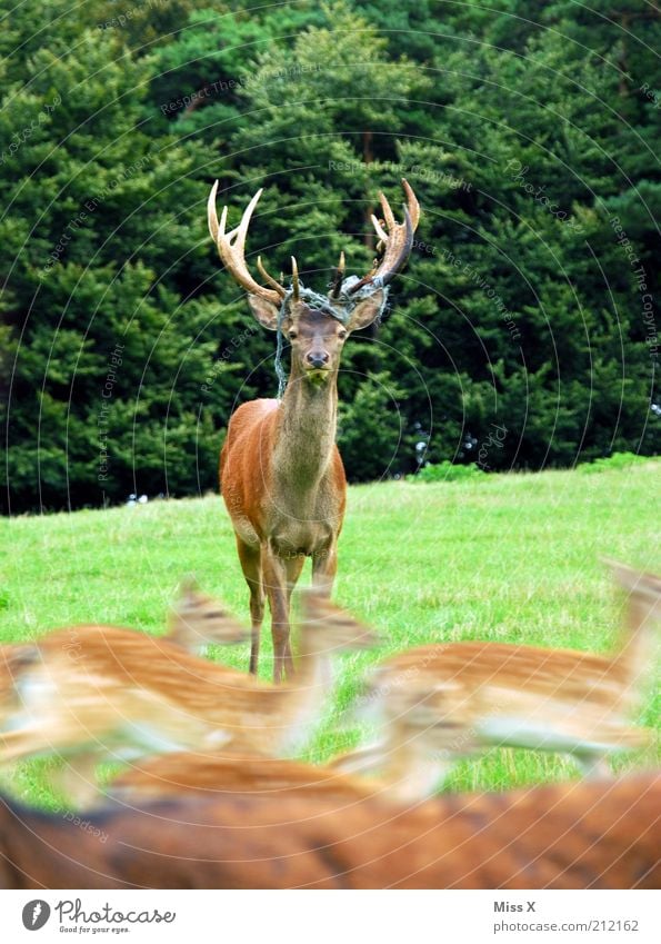 Der furchtlose Dirigent Jagd Natur Tier Wiese Wald Wildtier Zoo Tiergruppe Herde Tierjunges Tierfamilie rennen Geschwindigkeit Angst Kraft ruhig Mut Hirsche