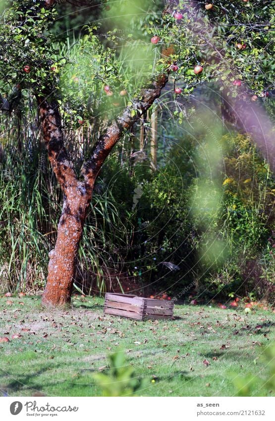 Apfelbaum Frucht Erholung ruhig Garten Erntedankfest Umwelt Natur Sommer Herbst Schönes Wetter Baum Obstbaum Obstkiste hängen alt authentisch einfach nachhaltig