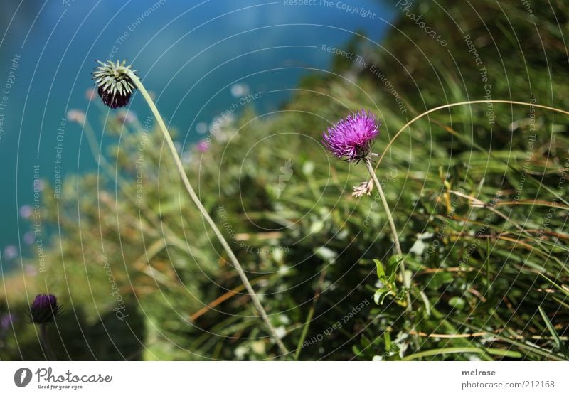 Fartupfer am Lünersee Berge u. Gebirge Umwelt Natur Pflanze Sommer Blume Gras Blüte Wildpflanze klee Alpen See Erholung blau grün violett Zufriedenheit ruhig