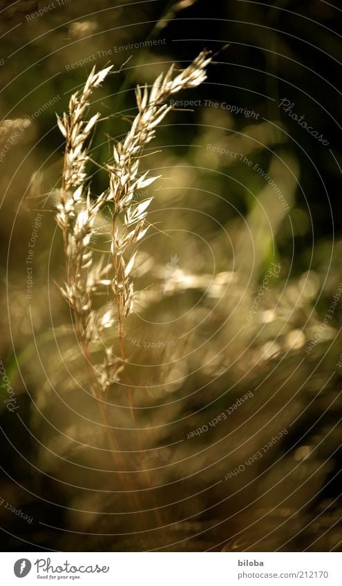 Es war einmal... Sommer Gras Wildpflanze verblüht Samen Gräserblüte Unschärfe Menschenleer Außenaufnahme Ähren Umwelt Natur Halm verdorrt herbstlich