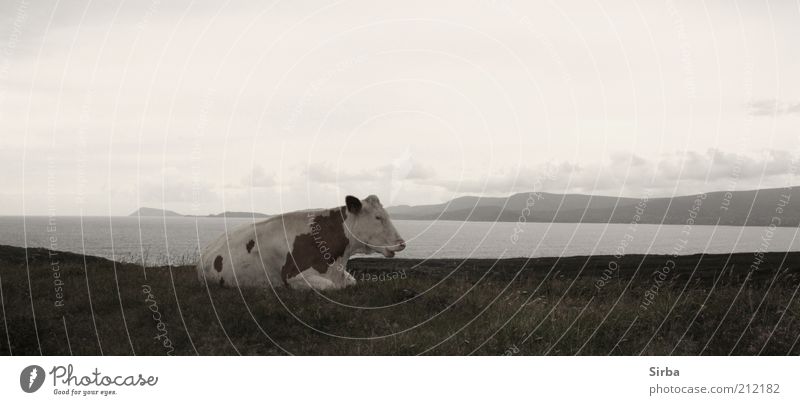 Die Milchlieferantin Ferne Freiheit Meer Umwelt Natur Luft Wasser Himmel Wolken Herbst schlechtes Wetter Gras Wiese Feld Küste Kuh 1 Tier liegen schlafen