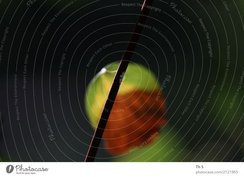 Blatt Natur Pflanze Frühling Sommer Blühend ästhetisch authentisch einfach elegant natürlich braun gelb grün Gelassenheit geduldig ruhig einzigartig schön Farbe