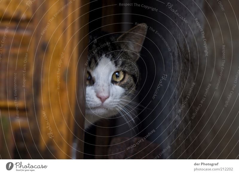 Im Versteck Tier Haustier Katze Tiergesicht Fell 1 Sicherheit Schutz Wachsamkeit Neugier Interesse entdecken verstecken verborgen Farbfoto Außenaufnahme