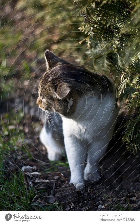 Träumer Tier Haustier Katze Tiergesicht Fell Pfote 1 Denken Blick träumen nachdenklich Farbfoto Außenaufnahme Tag Unschärfe Tierporträt Halbprofil Natur Gras