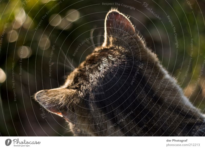 Spitz' die Ohren Tier Haustier Katze Fell 1 hören Jagd warten Neugier Konzentration Farbfoto Außenaufnahme Dämmerung Tierporträt Rückansicht beobachten