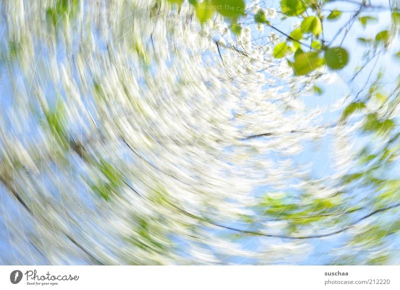 verdrehte welt .. Umwelt Natur Pflanze Luft Himmel Frühling Schönes Wetter Baum Frühlingsgefühle Blatt Ast rotieren Blüte Farbfoto mehrfarbig Außenaufnahme