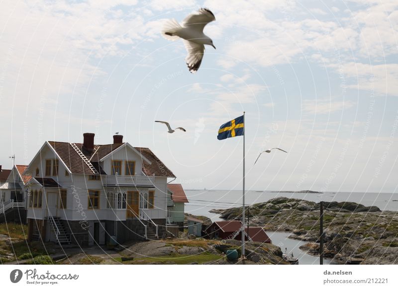 Küstenvogel Landschaft Schweden Fischerdorf Haus Traumhaus Wildtier Vogel Möwe 3 Tier Bewegung Ferien & Urlaub & Reisen Farbfoto Außenaufnahme