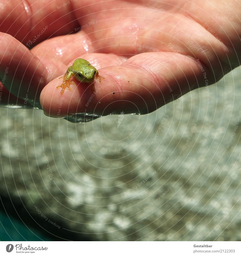 Junger Wasserfrosch sitz auf Hand Sommer Tier Frosch 1 Tierjunges sitzen Tierliebe Verantwortung achtsam geduldig ruhig Farbfoto Außenaufnahme Tag Sonnenlicht