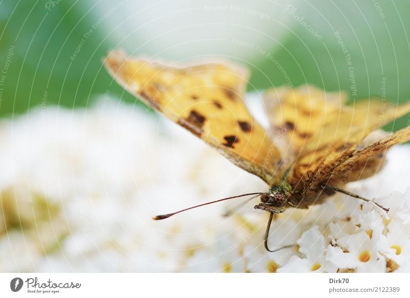 Schmetterling auf Sommerflieder Garten Umwelt Tier Pflanze Blüte Sträucher Fliederbusch Wildtier Insekt Kleiner Fuchs Tagfalter C-Falter Südlicher C-Falter