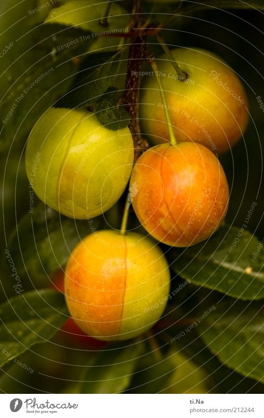 unreife Früchtchen Umwelt Natur Sommer Pflanze Baum Blatt Wildpflanze Pflaumenbaum hängen Wachstum Gesundheit gelb grün Farbfoto Außenaufnahme Menschenleer Tag