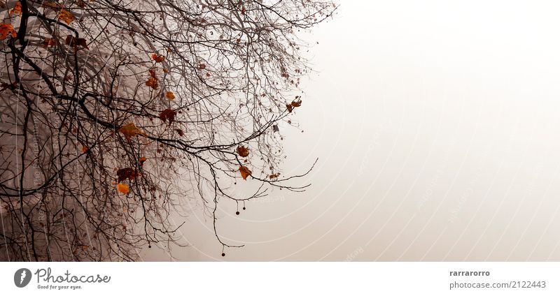 Winterszene mit einem Baum im Nebel Schnee Natur Landschaft Wolken Wetter Blatt Park Wald Holz dunkel natürlich blau grün rot weiß Stimmung Angst Entsetzen