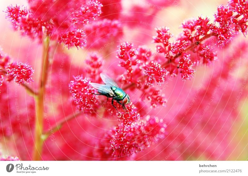 glänzend Natur Pflanze Tier Sommer Schönes Wetter Blume Blüte Garten Park Wiese Wildtier Fliege Tiergesicht Flügel Auge 1 Blühend Duft fliegen Fressen schön