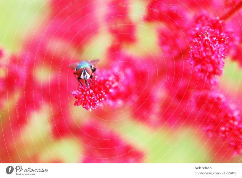 im auge des betrachters Natur Pflanze Tier Sommer Schönes Wetter Blume Blüte Garten Park Wiese Fliege Tiergesicht Flügel 1 beobachten Blühend Duft verblüht