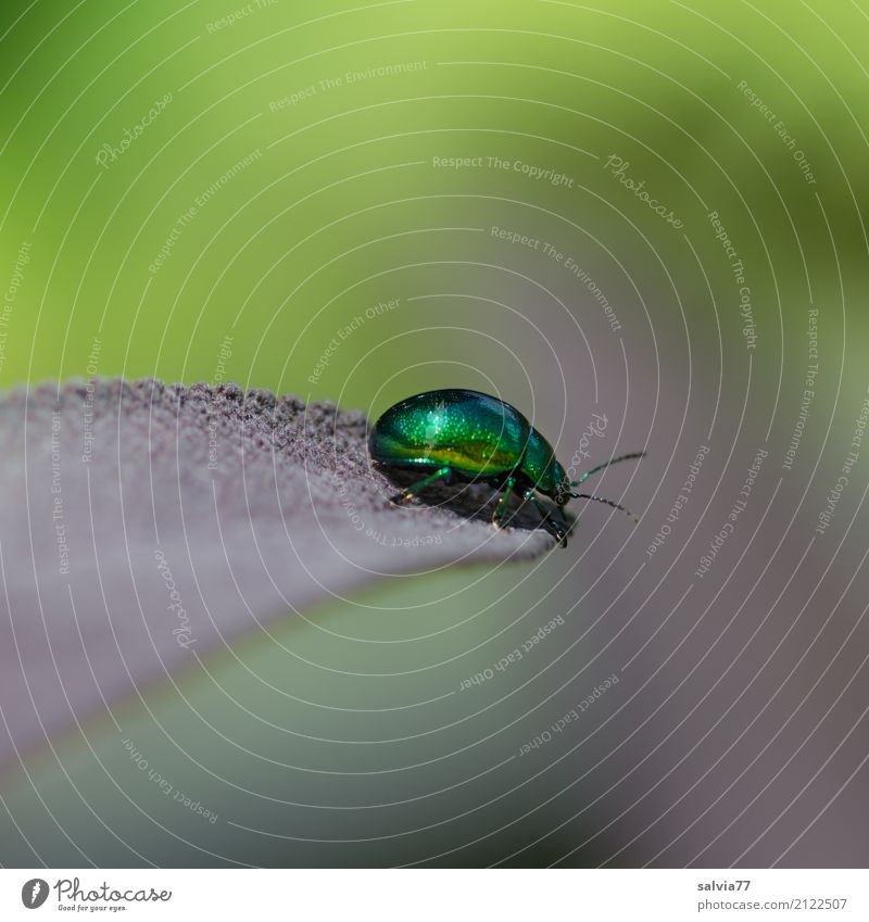 zugespitzt Natur Sommer Pflanze Blatt Grünpflanze Garten Tier Käfer Minzekäfer Insekt 1 Fressen krabbeln oben grau grün einzigartig Leichtigkeit Mittelpunkt