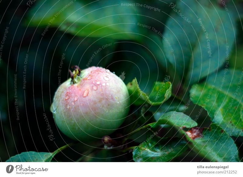 Schneewittchen! Kommst Du mal...? Lebensmittel Apfel Ernährung Bioprodukte Vegetarische Ernährung Garten Umwelt Natur Wasser Wassertropfen Regen Baum Blatt