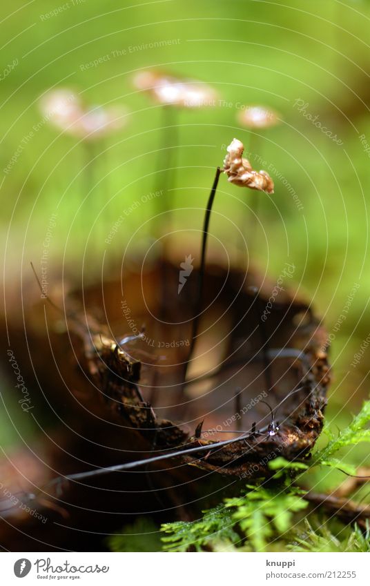 Wunderwald Umwelt Natur Pflanze Tier Erde Sommer Schönes Wetter Moos Farn Wildpflanze Urwald Holz Wachstum braun grün Sicherheit Schutz Baumrinde Baumstamm Pilz