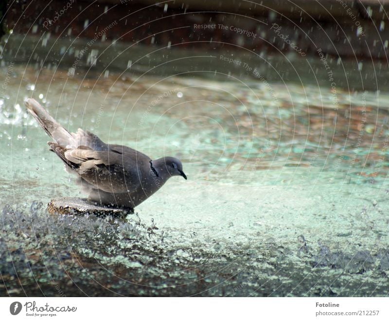 Badetag Tier Wildtier Vogel Tiergesicht Flügel hell nass natürlich Taube Schwimmen & Baden duschen Farbfoto mehrfarbig Außenaufnahme Tag Sonnenlicht grau