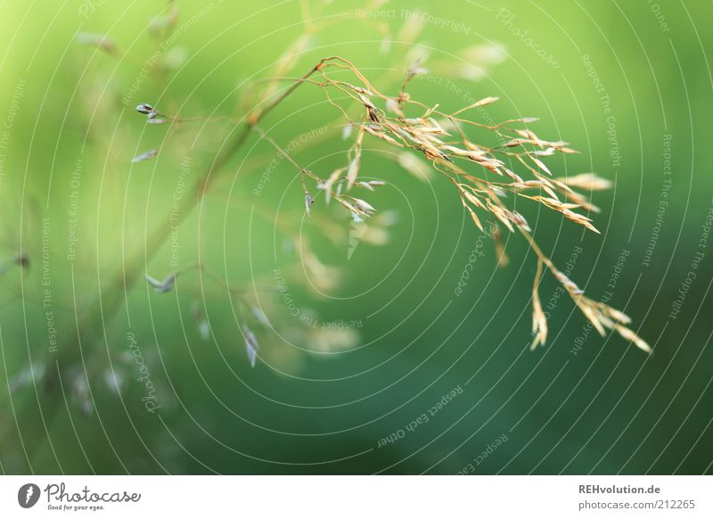 "Hände weg vom Gras!" Umwelt Natur Pflanze Grünpflanze ästhetisch außergewöhnlich dünn einfach einzigartig grün zart leicht Detailaufnahme Leben nachhaltig