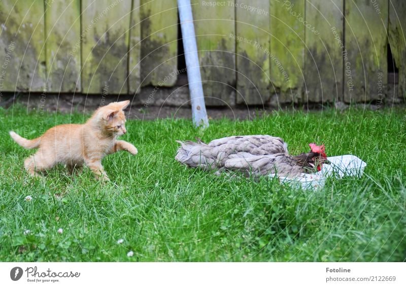 Anschleichen uuuuuuuuud....... Umwelt Natur Pflanze Tier Sommer Gras Garten Wiese Haustier Nutztier Katze 2 frech frei hell listig lustig nah natürlich weich