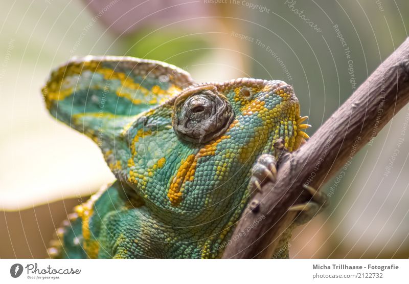 Chamäleon auf einem Ast Natur Tier Klima Pflanze Baum Haustier Wildtier Tiergesicht Krallen Pfote Echsen Reptil Terrarium Auge Holz beobachten Erholung laufen