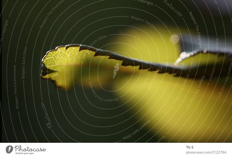 Blatt Natur Pflanze Frühling Sommer Herbst Blühend leuchten ästhetisch authentisch einfach elegant natürlich Spitze braun grün Gelassenheit geduldig ruhig