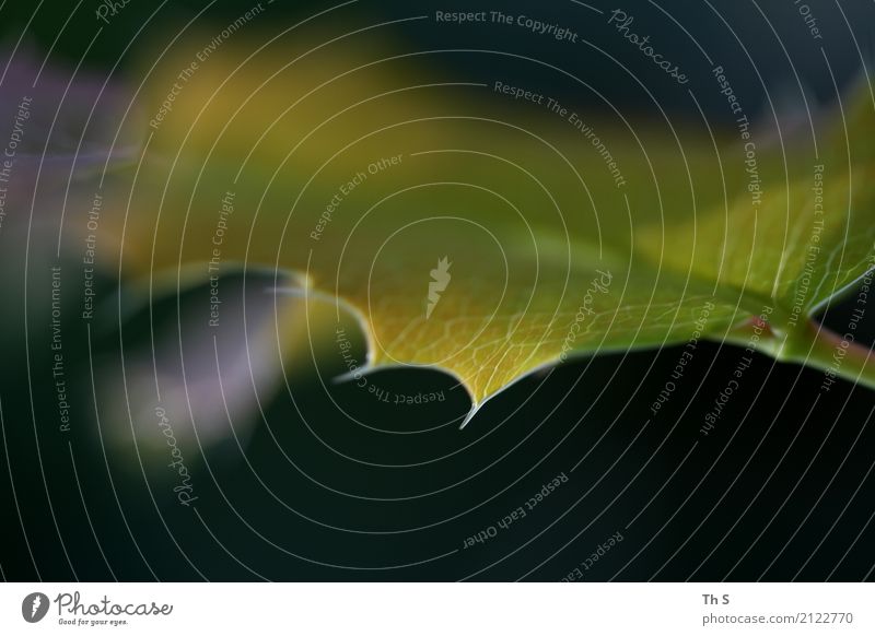 Blatt Natur Pflanze Frühling Sommer Bewegung Blühend ästhetisch authentisch einfach elegant frisch natürlich Spitze grün violett schwarz weiß Gelassenheit