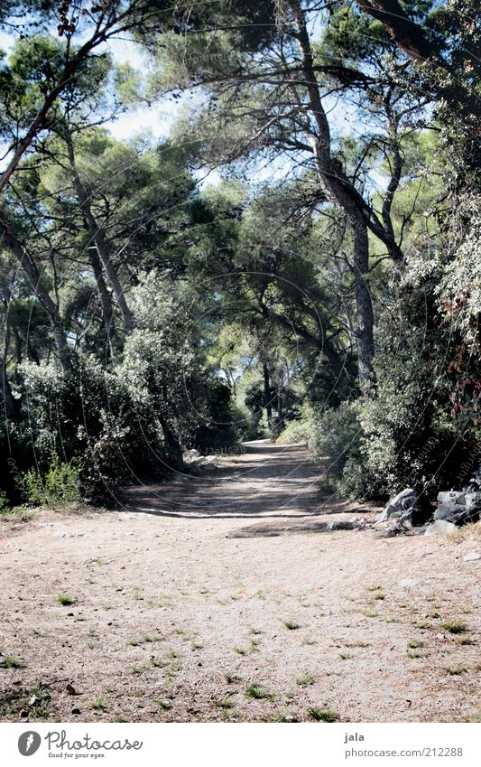 unter den pinien Sommer Natur Pflanze Baum Wald Kroatien Wege & Pfade Farbfoto Außenaufnahme Menschenleer Tag Schatten Pinie Wärme trocken Spazierweg Fußweg