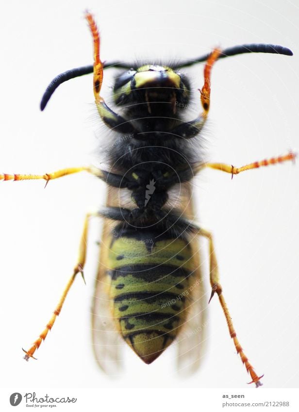 Wespe Natur Sommer Wärme Tier Flügel Wespen Insekt 1 krabbeln Aggression authentisch Spitze gelb orange schwarz gereizt Angst Schmerz gestreift Taille