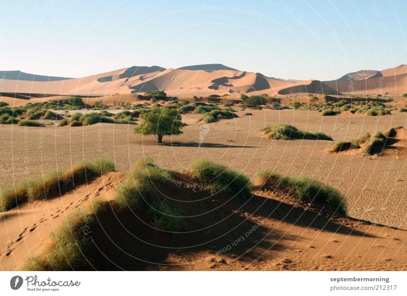 Wüstenwelt Safari Landschaft Sand Freiheit Farbfoto Außenaufnahme Menschenleer Tag Schatten Panorama (Aussicht) Sträucher Düne Spuren Hügel Schönes Wetter