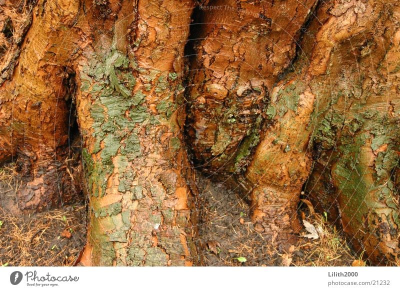 Alter Baum Baumrinde braun Pflanze Park Natur