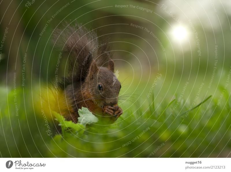 Eichhörnchen Umwelt Natur Tier Frühling Sommer Herbst Schönes Wetter Gras Garten Park Wiese Wald Wildtier Tiergesicht Fell Krallen Pfote 1 ästhetisch