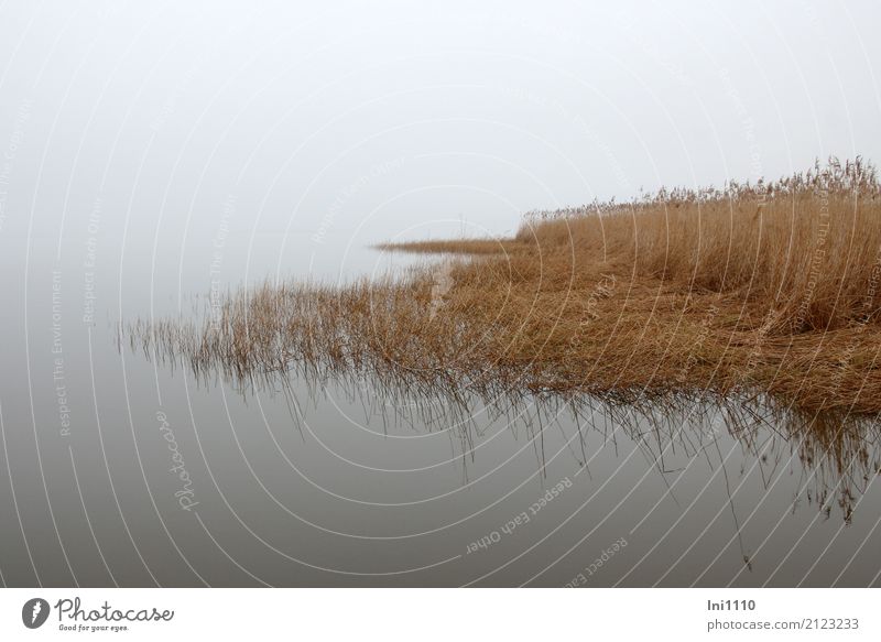 Morgennebel Umwelt Natur Landschaft Pflanze Urelemente Luft Wasser Himmel Frühling Wetter Nebel Schilfrohr Küste Seeufer blau braun gelb grau schwarz Stimmung