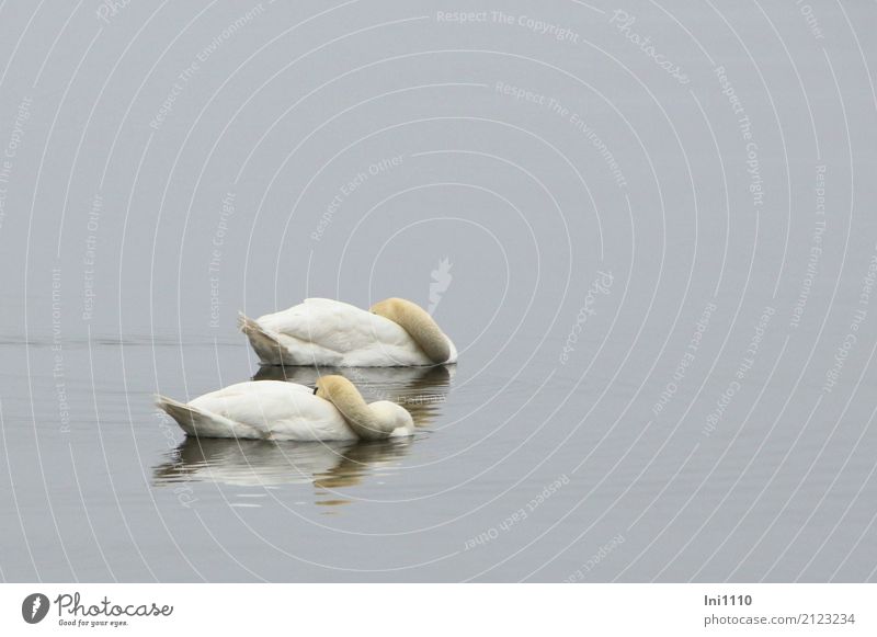 Schwäne Umwelt Natur Tier Luft Wasser Frühling Wetter Nebel Seeufer Ostsee Wildtier Schwan Flügel 2 Einigkeit Zusammensein Liebe Treue Müdigkeit Mittagsschlaf