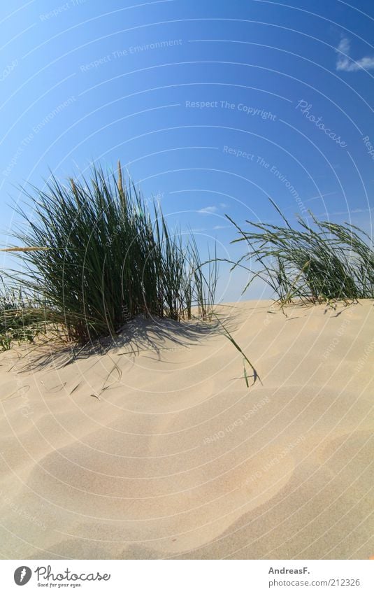 Dünen Ferne Freiheit Sommer Strand Natur Landschaft Pflanze Sand Schönes Wetter Gras Küste blau Nordseestrand strandhafer Blauer Himmel Stranddüne Farbfoto