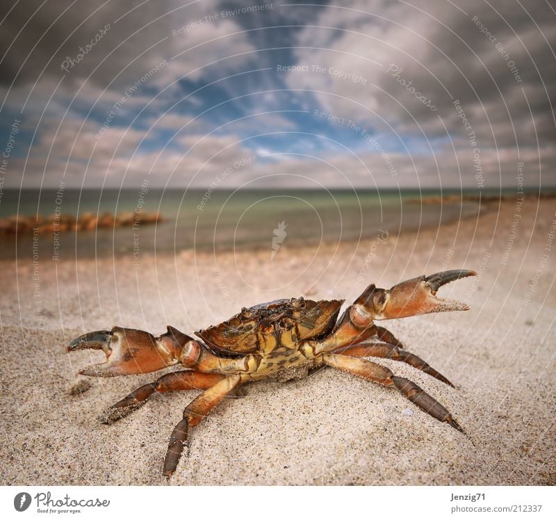 Strandräuber. Natur Landschaft Wasser Himmel Wolken Sommer Wetter Wellen Küste Nordsee Tier Wildtier 1 Sand Krabbe Sandstrand Krebstier Schere zwicken