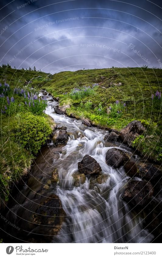 Gebirgsbach Umwelt Natur Landschaft Pflanze Wasser Himmel Wolken Sommer Gras Wiese Berge u. Gebirge Bach blau braun grün weiß Island Lupinenfeld Farbfoto