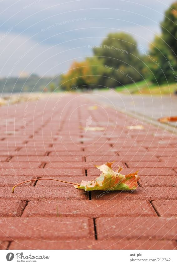 Herbstblatt Natur Wolkenloser Himmel Blatt Grünpflanze Park Traurigkeit Sehnsucht Farbfoto Außenaufnahme Detailaufnahme Menschenleer Tag