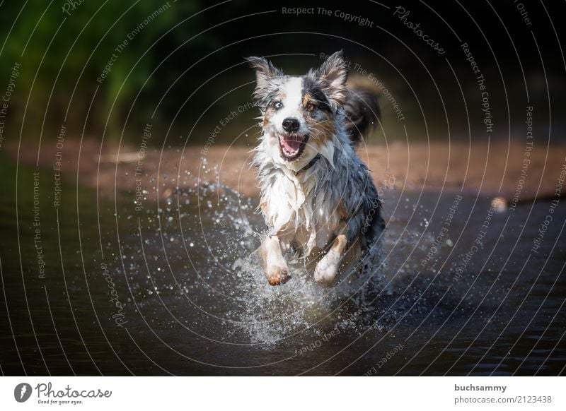 Australian Shepherd im Wasser Natur Wassertropfen Tier Haustier Hund 1 Abenteuer Augen Blue merle Reinrassig Säugetier Aktion zweifarbig rennen Action Farbfoto