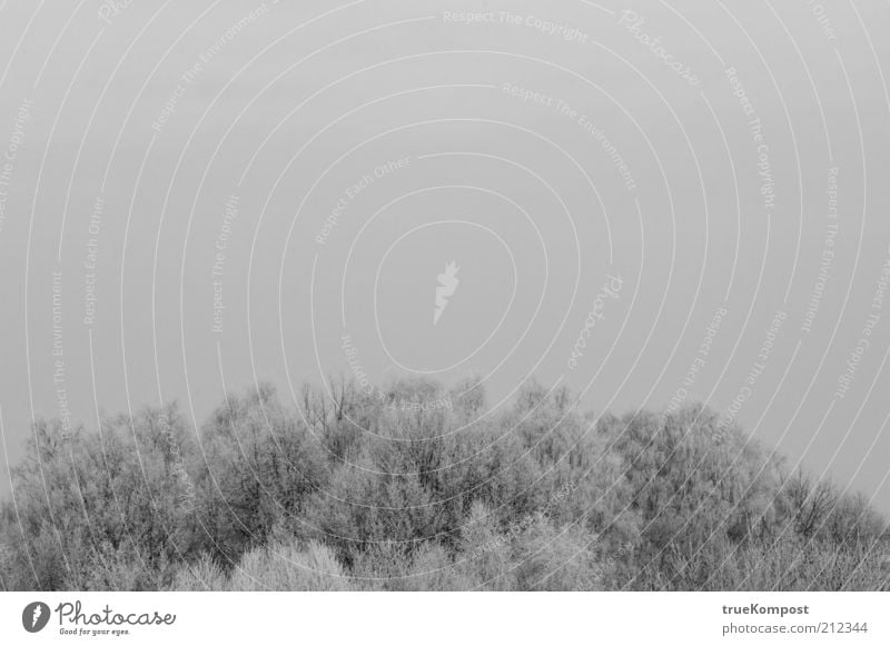 Winterinsel Umwelt Natur Landschaft Himmel schlechtes Wetter Schnee Baum Wald Traurigkeit Trauer Einsamkeit geheimnisvoll Horizont kalt Schwarzweißfoto