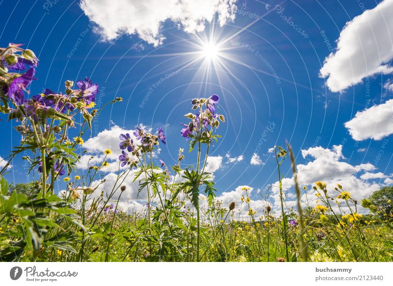 Blumenwiese Sommer Sonne Natur Landschaft Pflanze Tier Himmel Wolken Sonnenlicht Wetter Wärme Baum Gras Blüte Grünpflanze Wiese blau gelb grün weiß Textfreiraum