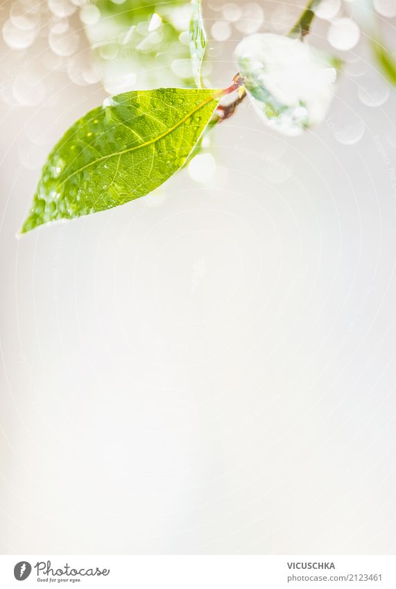 Grünes Blatt mit Regen Wassertropfen und Bokeh Design Sommer Umwelt Natur Pflanze Frühling Klima Grünpflanze Garten Park Urwald Hintergrundbild grün Naturliebe