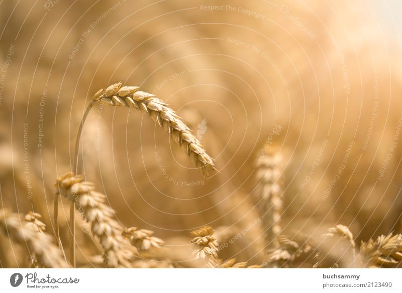 Kornfeld Getreide Ernährung Sonne Pflanze Wärme Feld gelb Ernte Roggen Weizen ländlich Ähren Farbfoto Gedeckte Farben Außenaufnahme Menschenleer