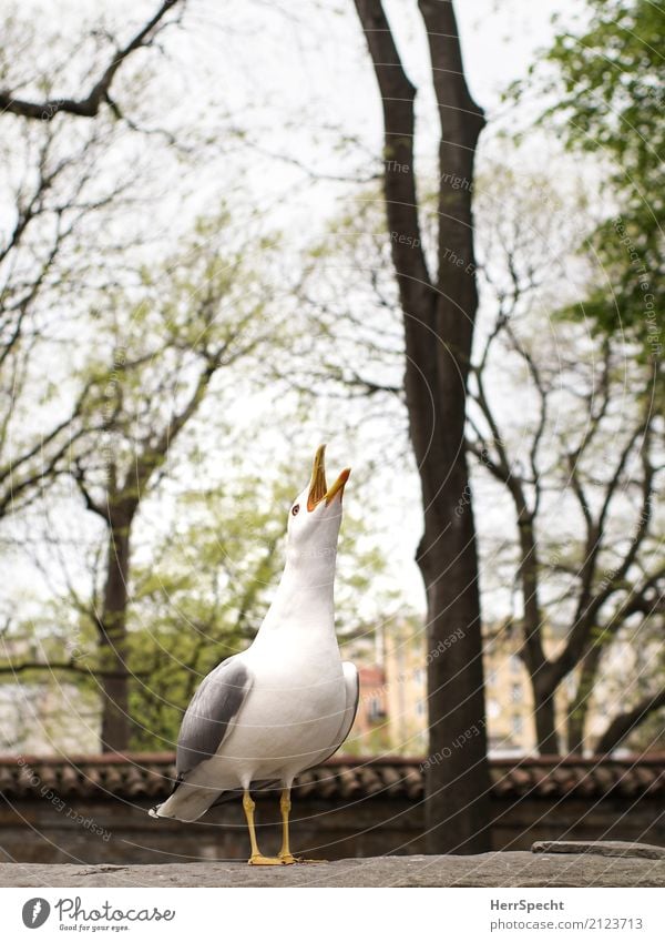 Kikerikiiii Umwelt Baum Park Tier Wildtier Vogel 1 Kommunizieren schreien Aggression verrückt Spitze Wut grau weiß Gefühle Ärger gereizt Feindseligkeit Möwe