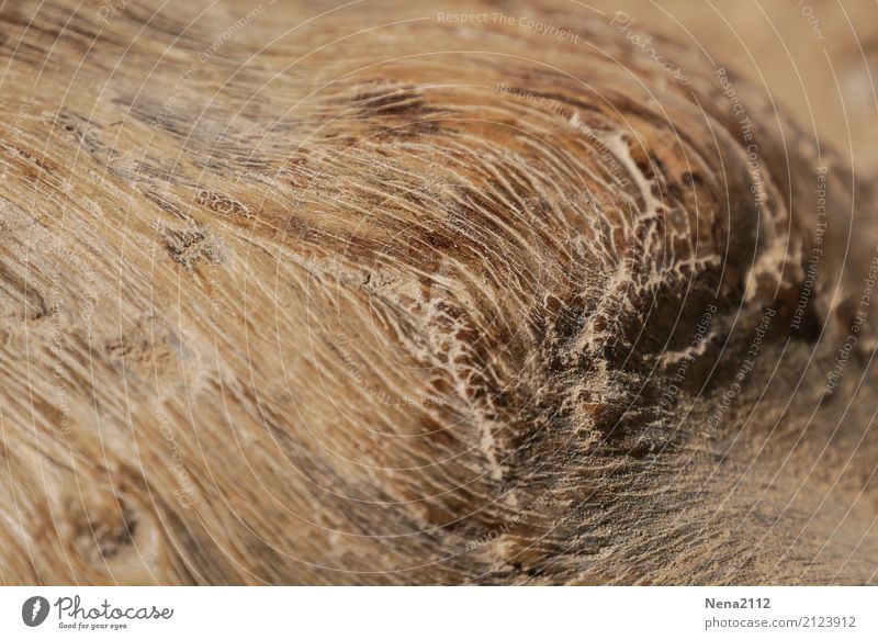 Holz Umwelt Natur Baum Garten Park Wald braun strucktur structure struktur Baumstamm Makroaufnahme Linie Kontrast Farbfoto Außenaufnahme Nahaufnahme