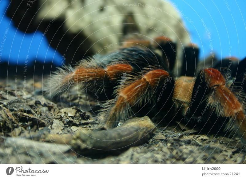 Schönheit Spinne Zoo Köln Terrarium Tarantel