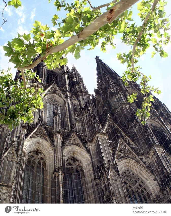 Jede Kölsche hätt och en stöck vum Dom em Hetze. Freizeit & Hobby Ferien & Urlaub & Reisen Tourismus Ausflug Sightseeing Städtereise groß Baum Ast Blatt Himmel